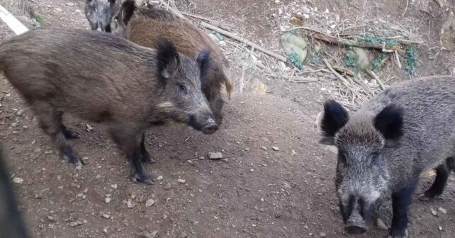 Grupo de jabalíes urbanos en Barcelona analizados en un estudio genético que los diferencia de los rurales.