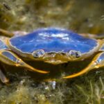 Des milliers de crabes obèses envahissent les plages des îles Cíes dans un épisode surprenant