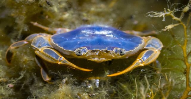 Miles de cangrejos patudos invaden las playas de las islas Cíes fenómeno masivo