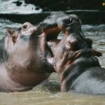 Des millions pour déplacer les hippopotames du trafiquant de drogue Pablo Escobar vers l'Inde : polémique sur son impact écologique