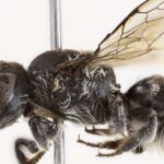 Des scientifiques découvrent en Australie une étrange espèce d'abeille à cornes si effrayante qu'ils l'ont déjà baptisée « Lucifer ».