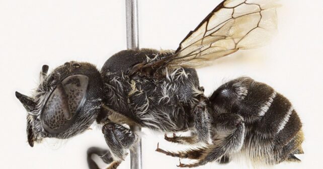 Megachile lucifer, la nueva abeja con cuernos descubierta en Australia Occidental.