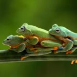 Doñana garde le trésor secret qui protège l'avenir des amphibiens et des reptiles de la planète
