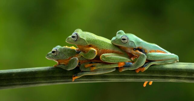 Doñana guarda el tesoro secreto que protege el futuro de anfibios y reptiles del planeta