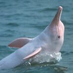 En 2002 et après 20 millions d'années d'évolution, le dernier dauphin du Yangtsé a disparu à jamais à cause de l'homme et les scientifiques confirment qu'il n'y a pas de retour en arrière.