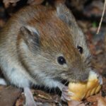 Hantavirus et stratégie One Health : la clé pour prévenir les nouvelles maladies transmises par les animaux
