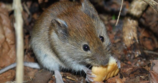 Hantavirus y roedores silvestres en estrategia One Health
