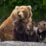 Horreur absolue en forêt : en pleine cueillette de baies, une randonneuse violemment attaquée par un ours protégeant son petit