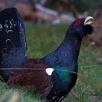 Il y a 20 ans, des biologistes ont lancé un projet pour sauver le grand tétras en Catalogne, mais aujourd'hui les résultats montrent peu d'espoir et un déclin de 60% en deux décennies est confirmé.