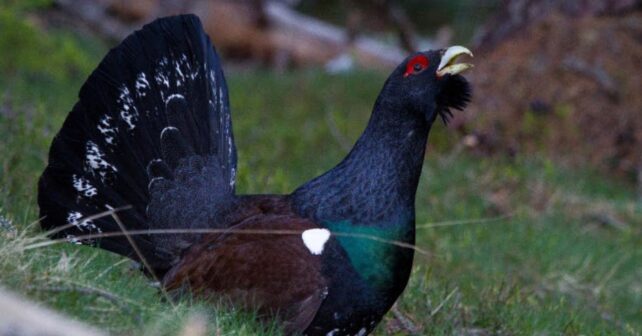 Urogallo macho en un cantadero del Pirineo catalán, especie en peligro de extinción en Cataluña.