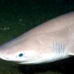 Ils enquêtent sur la mort de 2 spécimens de requin roseau dans les eaux de Majorque