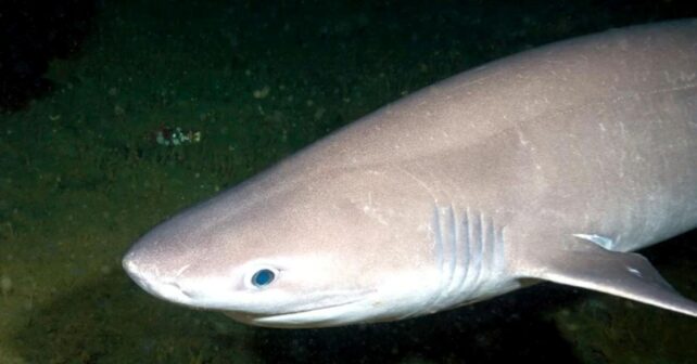 Ejemplar de tiburón cañabota localizado en el mar Balear