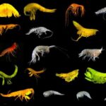 Ils explorent l'océan à 5 000 mètres de profondeur et découvrent une nouvelle branche de la vie jusqu'alors inconnue de la science.