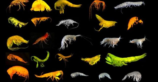 24 nuevas especies de anfípodos descubiertas en el océano profundo en la Zona Clarion-Clipperton.