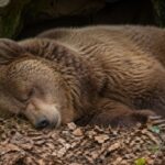Ils l'ont sauvé d'une petite cage et ont hiberné à nouveau après des années sans y parvenir : l'histoire de l'ours qui émeut les biologistes