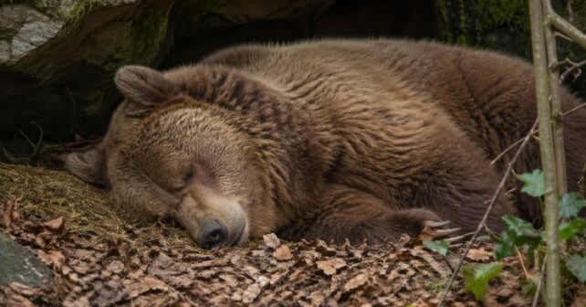 Oso pardo rescatado durmiendo durante la hibernación en un santuario tras años en cautividad.