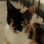 Impact des chats sur la biodiversité: les scientifiques mettent en garde contre le grand défi environnemental lors de la VIIIe Conférence féline andalouse