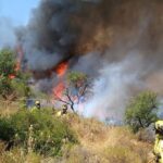 Incendie intentionnel à Doñana : l'incendie dévaste des centaines d'hectares dans un environnement clé pour la biodiversité