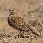 Incrédulité parmi les scientifiques après avoir découvert un oiseau disparu il y a près de 100 ans lors d'une observation exceptionnelle