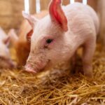 Incroyable mais vrai : le nom exact du cri du cochon enfin révélé !