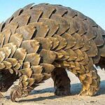 Inquiétude au CSIC face à l'augmentation de la consommation humaine d'espèces menacées comme le pangolin en Guinée équatoriale