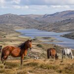 Jalon en Australie : après avoir éliminé des milliers de chevaux sauvages, les écosystèmes de Kosciuszko commencent à renaître