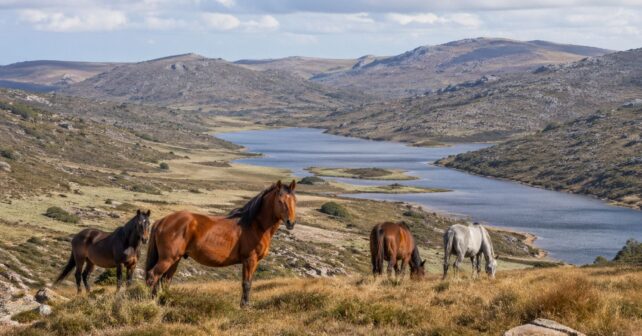 Caballos salvajes en el Parque Nacional Kosciuszko antes de la recuperación del ecosistema en Australia.