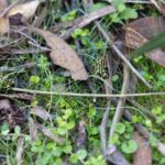 Jalon en biologie : ils ont relâché plus de 800 grenouilles colorées qui étaient sur le point de disparaître à cause d'un champignon mortel qui a semé le chaos