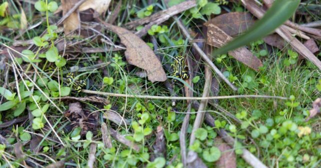 Ranas corroboree del norte liberadas en Australia tras sobrevivir a un hongo mortal.