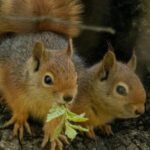 Journée européenne des parcs naturels 2026 : la nature relie l'Europe