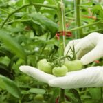 Journée internationale de la santé des végétaux 2026 et son impact mondial : la clé pour éviter les crises alimentaires