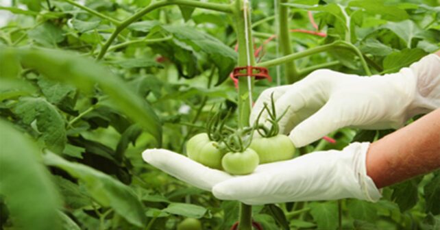 Día Internacional de la Sanidad Vegetal 2026 y su impacto global en cultivos agrícolas