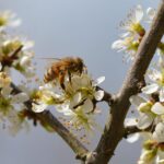Journée mondiale de l'abeille 2026 : l'ONU alerte sur le déclin des grands pollinisateurs de la planète