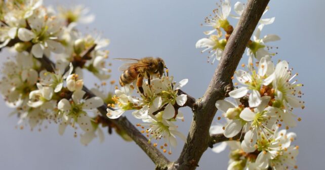Día Mundial de las Abejas 2026 y protección de polinizadores