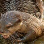 Journée mondiale de la loutre 2026 : menaces et rétablissement de la loutre d'Europe
