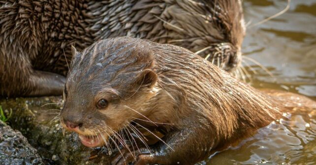 Día Mundial de la Nutria 2026