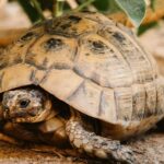 Journée mondiale de la tortue 2026 : menaces, curiosités et comment les protéger