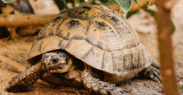 Día Mundial de la Tortuga 2026