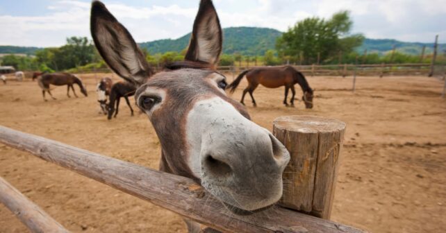 Día Mundial del Burro 2026 y crisis global de esta especie en entorno rural