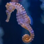 Journée mondiale des espèces menacées 2026 : la crise mondiale qui menace la biodiversité