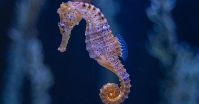 Día Mundial de las Especies en Peligro de Extinción 2026