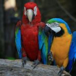 Journée mondiale du perroquet 2026 : intelligence, mémoire et risque d'extinction