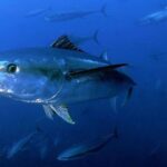 Journée mondiale du thon 2026 et durabilité de la pêche : le tournant qui sauve cette espèce clé