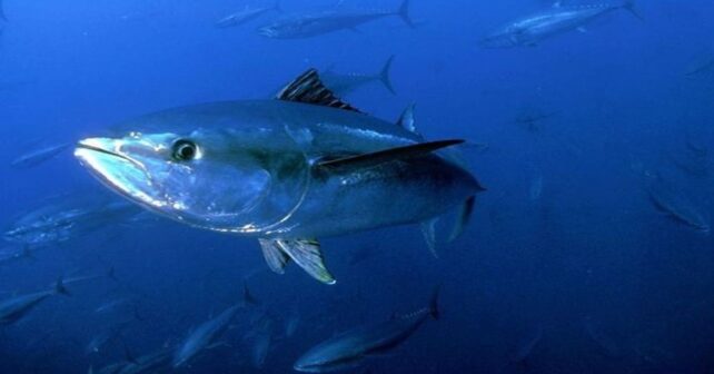 Día Mundial del Atún 2026 y sostenibilidad de la pesca con atunes en océano