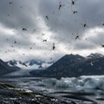 Jusqu'à présent, c'était l'un des rares pays au monde sans moustiques, mais les scientifiques ont confirmé la fin d'une époque et le défi est désormais gigantesque.