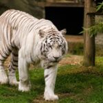 L'Espagne et le Portugal unissent leurs forces et concluent un accord historique : le dernier tigre de cirque du Portugal est désormais libre après avoir vécu 16 ans enfermé dans une cage de 9 m2
