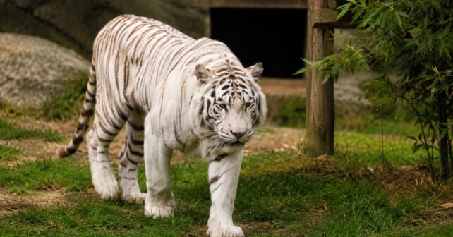 Sona, el último tigre de circo de Portugal, camina libre en el santuario AAP España tras 16 años encerrado.