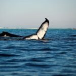 L'Espagne exige une action contre le bruit sous-marin dans les océans
