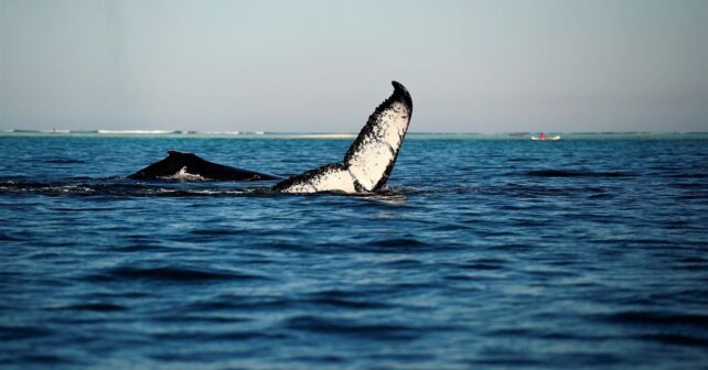 Impacto del ruido submarino sobre ballenas y fauna marina
