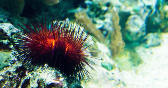 Proyecto europeo MAREST sobre restauración marina y algas kelp